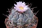 Thelocactus hexaedrophorus D. 10 € 22.00